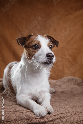 Nowoczesny obraz na płótnie dog Jack Russell Terrier