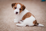 Fototapeta Zwierzęta - puppy Jack Russell Terrier