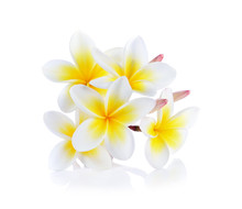 Frangipani Flower Isolated White Background