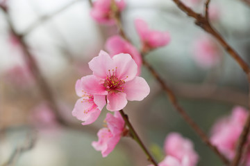 Closeup of flower nectarines