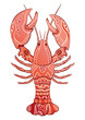 Decorative isolated lobster. Vector illustration