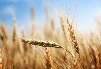 Wall Mural - golden wheat field and sunny day
