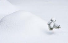 Young Pine Covered With Snow