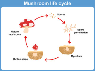 Vector Cycle of mushroom for kids