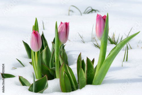 Fototapeta na wymiar snowdrops tulip flowers in the snow Thaw