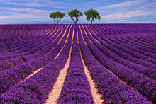 Lavender Field Summer Sunset Landscape With Tree