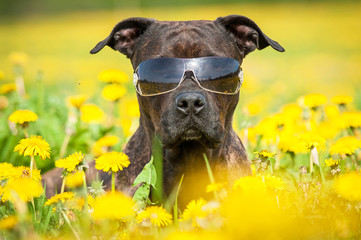 Wall Mural - American staffordshire terrier dog wearing sunglasses