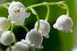 flower lily-of-the-valley  macro closeup