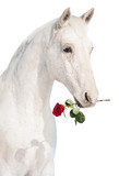 Fototapeta Do przedpokoju - White horse holding a red rose in its mouth isolated on white