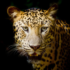 Wall Mural - Leopard portrait