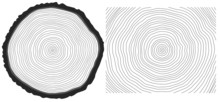 Vector Black And White Saw Cut Pine Tree Trunk And Tree Rings