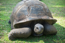 Aldabran Seychelles Giant Tortoise