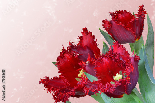 Naklejka dekoracyjna Red fringed tulip bouquet