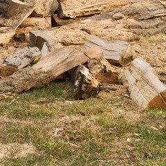 Wall Mural - firewood log in stack