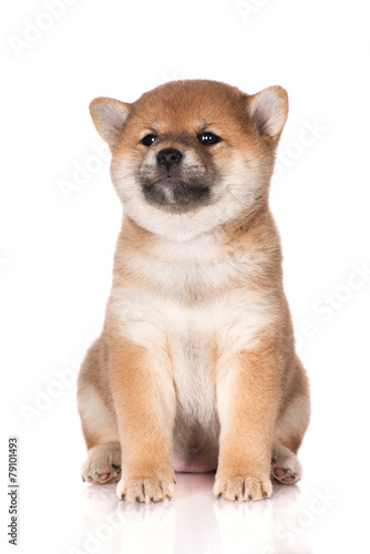 One Month Old Shiba Inu Puppy On White Buy This Stock