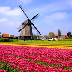 Colorful spring tulips with windmill, Netherlands