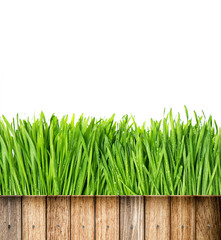 Canvas Print - fresh green spring grass with water drops and wooden fence