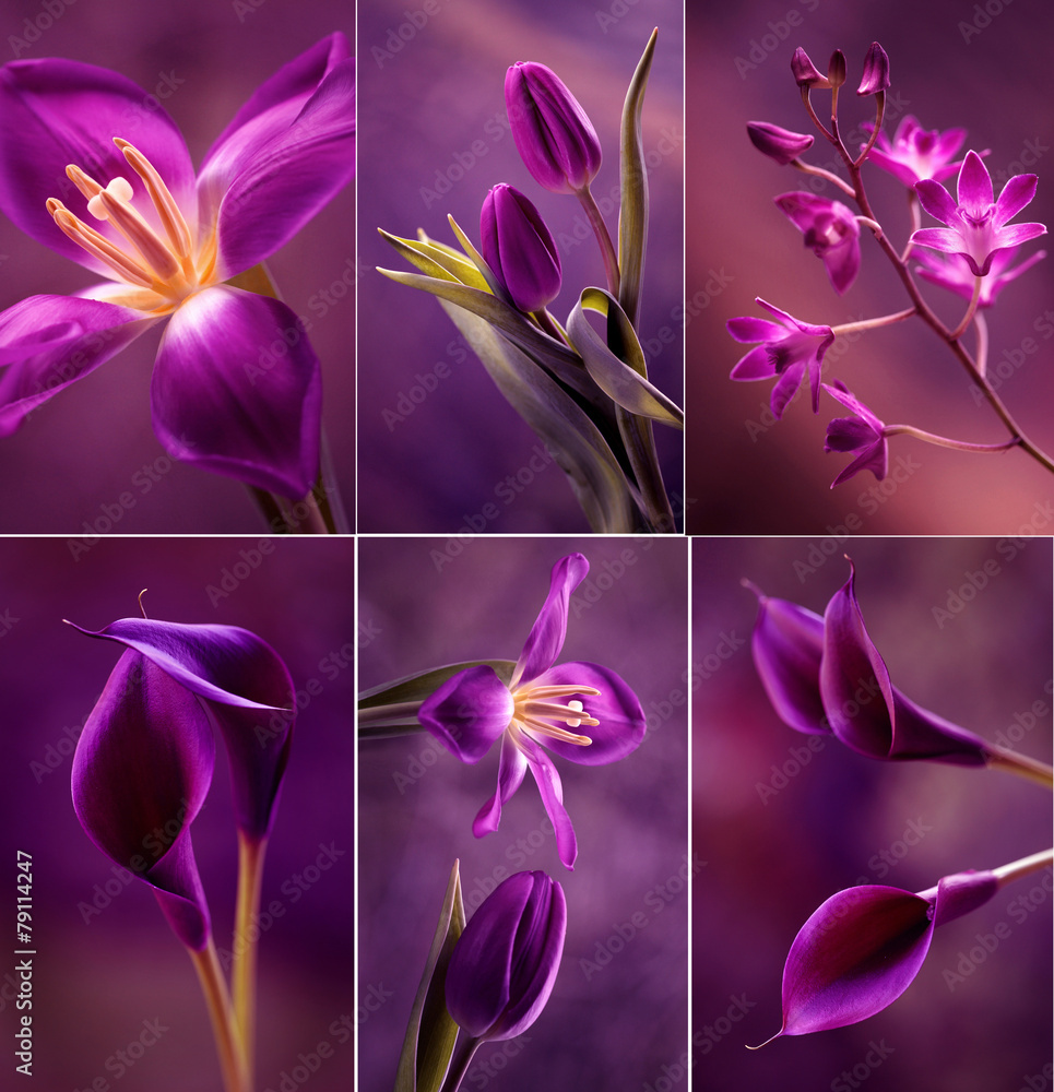 Kwiaty w fioletach - obrazy, fototapety, plakaty 