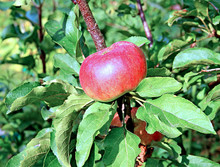 Red Juicy Apple On A Branch Columnar Apple Trees