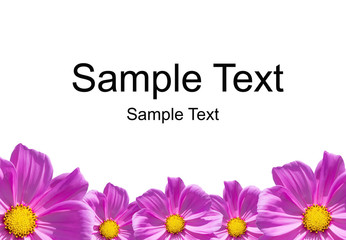 cosmos flowers background isolated on white with sample text