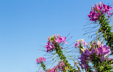 Wall Mural - Pink cleome flowers