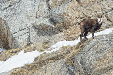 Canvas Print - Chamois deer in the rocks background