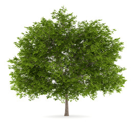 Wall Mural - maidenhair tree isolated on white background