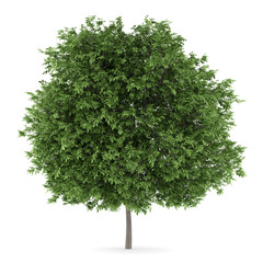 Wall Mural - common walnut tree isolated on white background