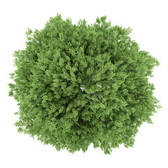 Wall Mural - top view of common walnut tree isolated on white background