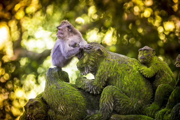 Wall Mural - Monkey at Monkey Forest