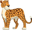 Good leopard