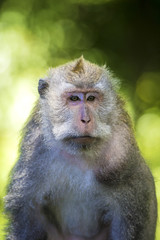 Wall Mural - Monkey at Monkey Forest