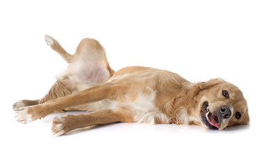 Wall Mural - tired golden retriever