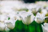 Fototapeta Tulipany - White Flowers Tulip In Spring Garden