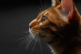 Fototapeta Koty - closeup bengal cat profile view