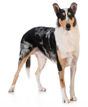 Smooth Haired Collie