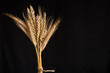 wheat and barley