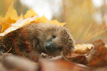 Hedgehog Autumn Leaves Forest