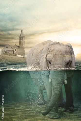 Foto-Lamellenvorhang - Elephant in water (von rugercm)