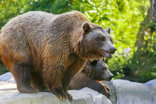 Brown Bear Looks Attentively, Another Bear On Background