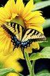 Eastern Tiger Swallowtail Butterfly feeds on a sunflower.