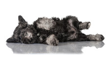 Funny Miniature Schnauzer Puppy Sleeping