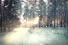 Blurred Background Forest Snow Winter