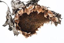Withered Sunflower Head In Winter