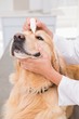 © WavebreakMediaMicro - Veterinarian examining a cute dog