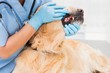 © WavebreakMediaMicro - Veterinarian examining teeth of a cute dog