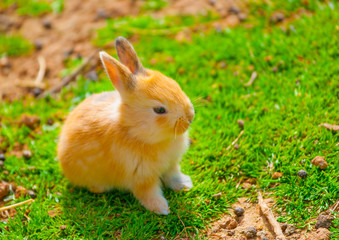 beautiful & cute small yellow rabit sitting alone