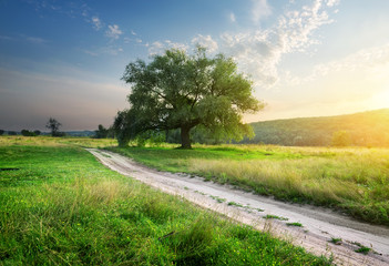 Wall Mural - footpath in field