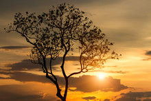 Beauty Tree Silhouette At Sunset Background