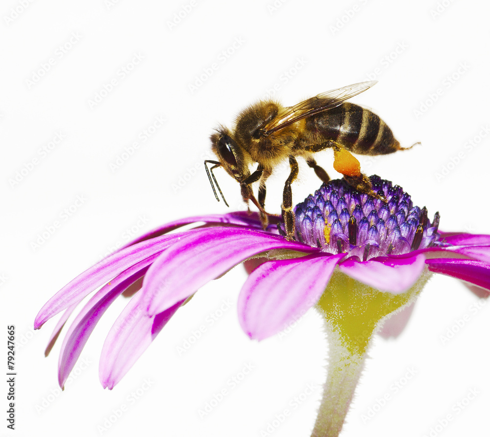 abeja en la flor en en primavera - obrazy, fototapety, plakaty 